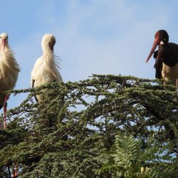 De la caça a la protecció de les aus a Osona De la caça a la protecció de les aus a Osona
